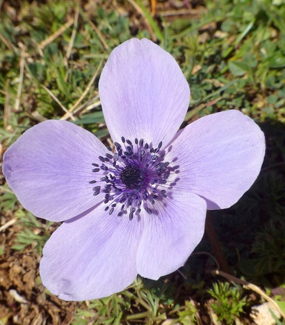 Anemone coronaria - provincia di Roma.